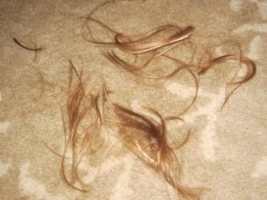 hair crop